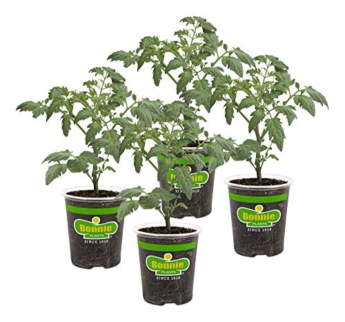 4-Pack Bonnie Plants Cherokee Purple Tomato Live Vegetable Plants Amazon