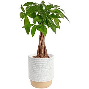 12"-16" Costa Farms Money Tree Live Indoor Bonsai-Style Plant (Pachira Aquatica) $24.90