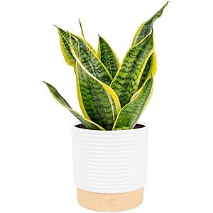 Costa Farms Mother-in-Law's Tongue Snake Plant (Medium, 12-20" Tall) $16.80 & More