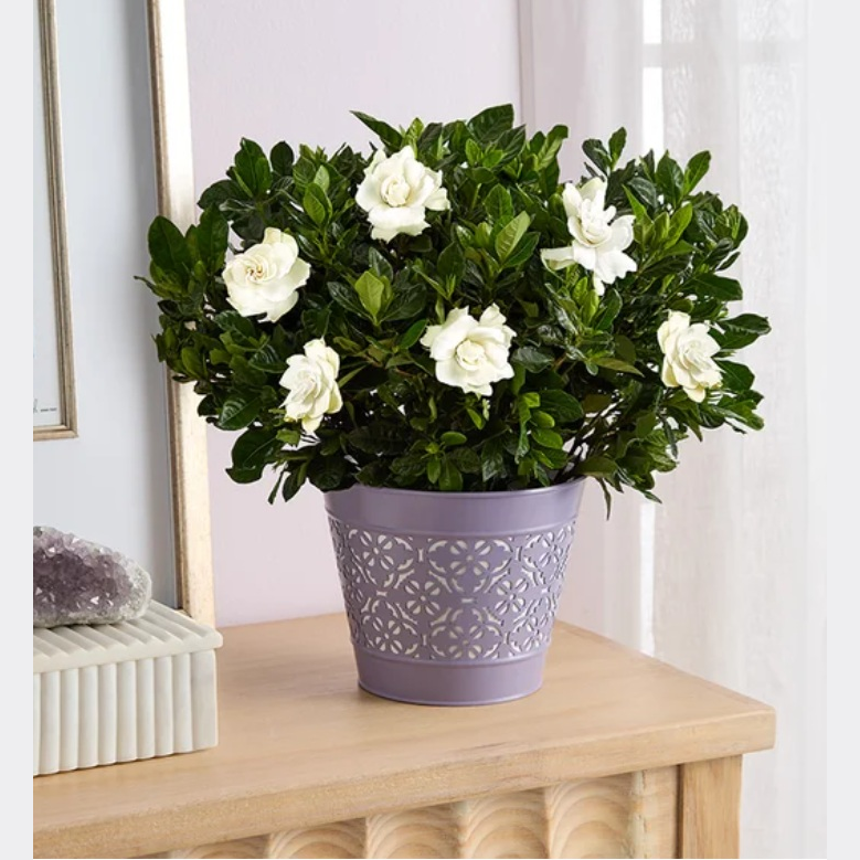 1-800-Flowers: 30% Off Mother's Day Gifts
