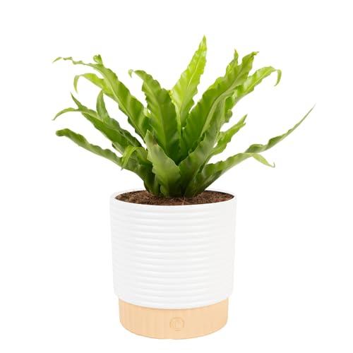 Costa Farms Bird's Nest Fern Live Plant in Decorative Pot (1 - 2 Feet) Amazon